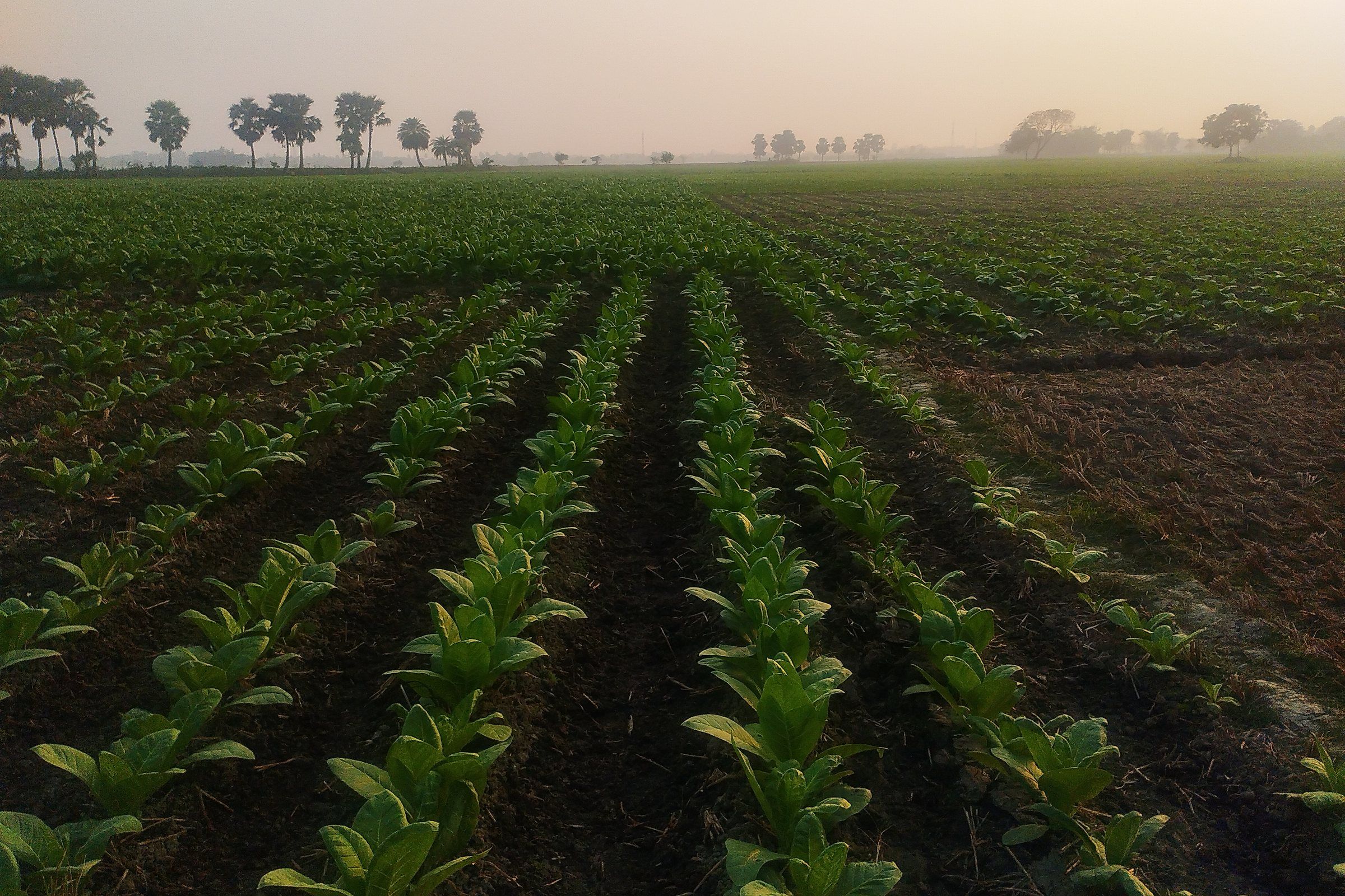 Rows of young tobacco plants stretching to a misty horizon in Kushtia, Bangladesh